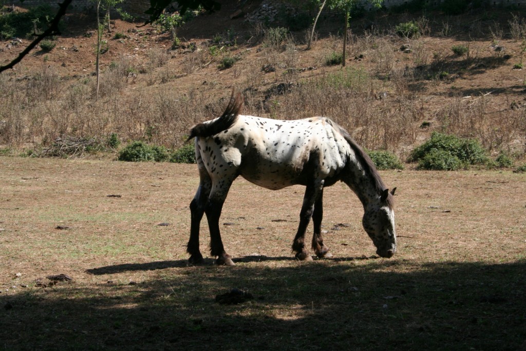 Dopo gatti e cani parliamo del Cavallo?